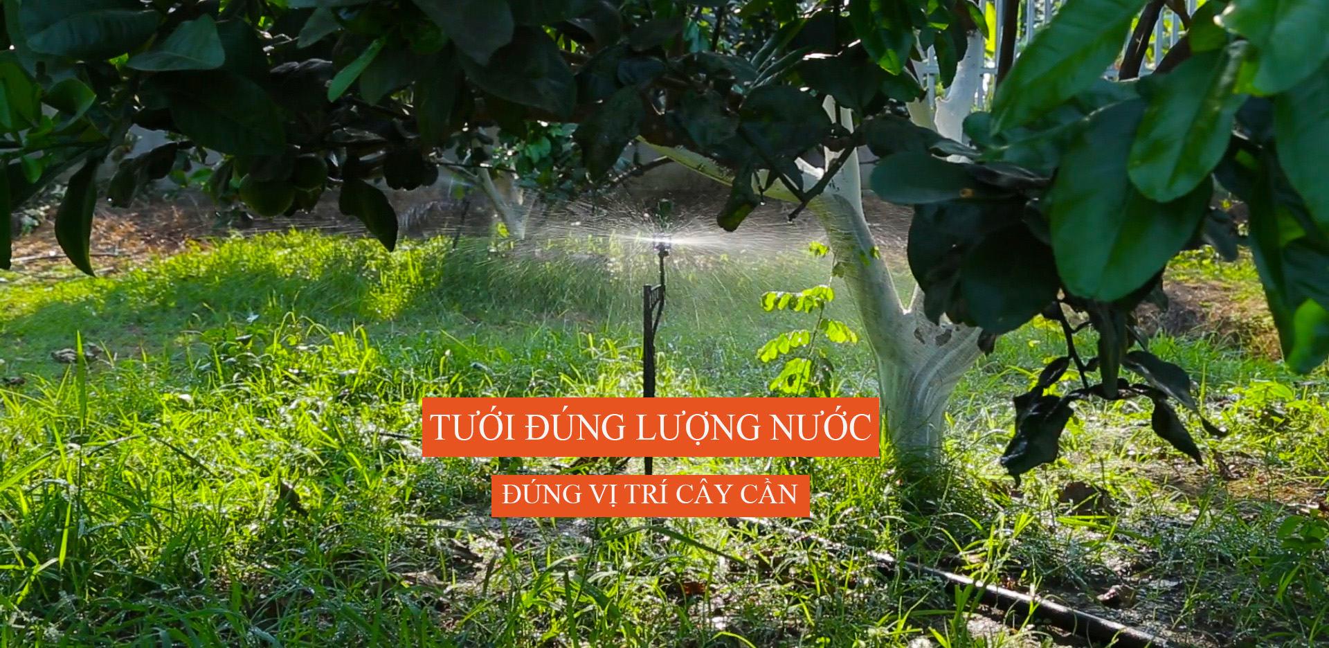 Hệ thống tưới sử dụng béc phun sương mưa BS5000 tưới cho cây bưởi