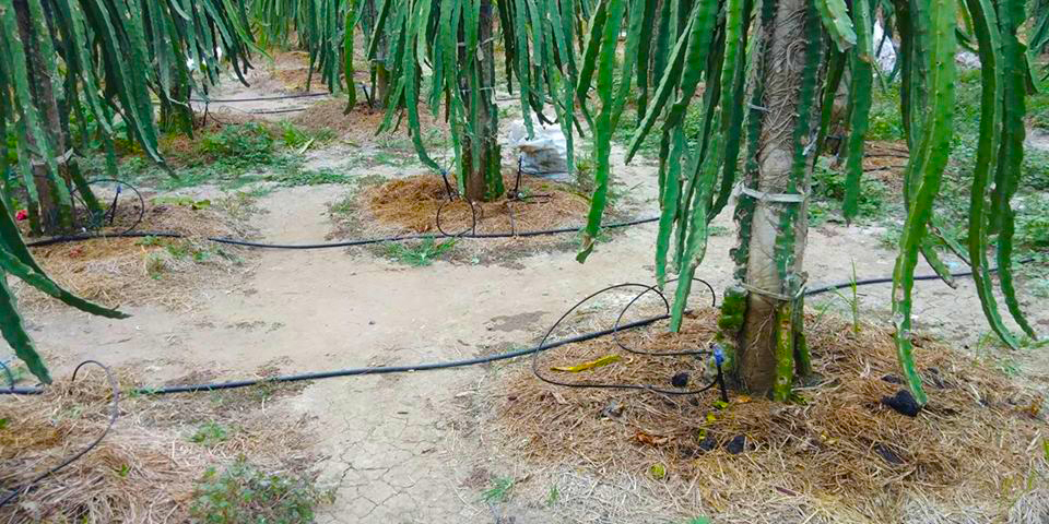 hệ thống tưới sử dụng béc tưới BS5000 tưới cây thanh long 2