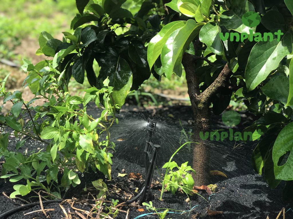 HỆ THỐNG TƯỚI PHUN MƯA CỤC BỘ CHO CÂY BƠ