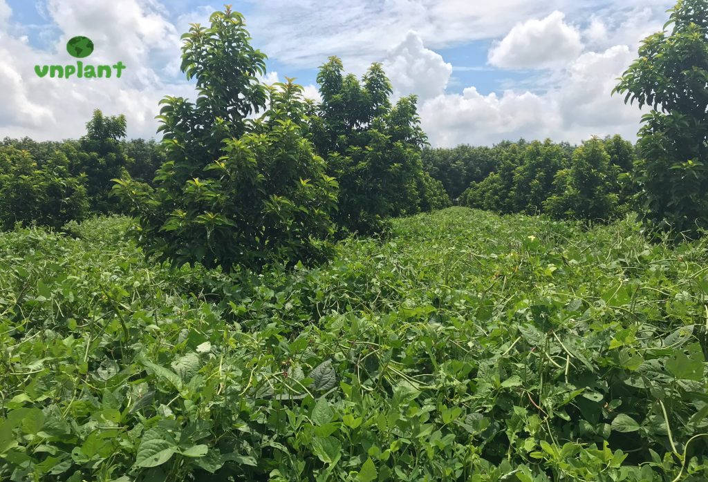 Tưới phun mưa cho vườn bơ hưu cơ