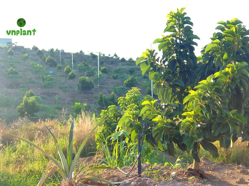 tưới phun mưa cucj bộ cho cây bơ đất đồi dốc