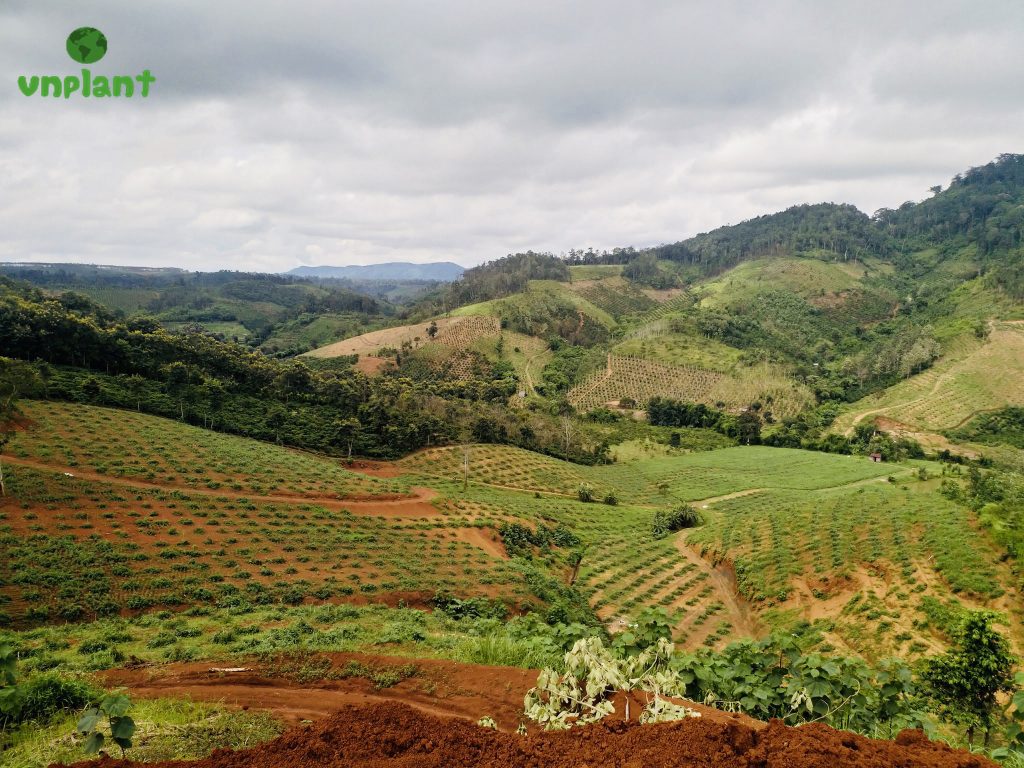 tưới phun mưa cục bộ cho cây bơ đất đồi dốc